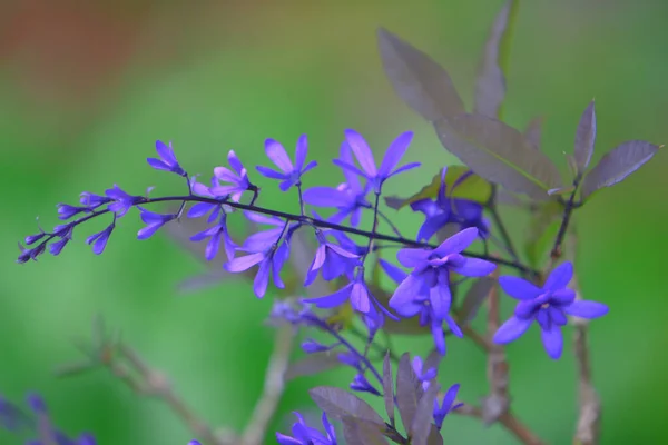 Thème de la nature à hong kong printemps — Photo