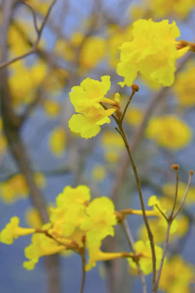 Tabebuia chrysantha желтый цветок на природе — стоковое фото