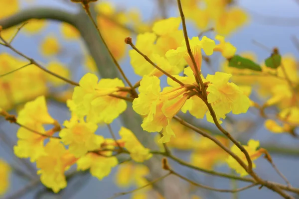 Tabebuia Chrysantha doğadaki sarı çiçek. — Stok fotoğraf