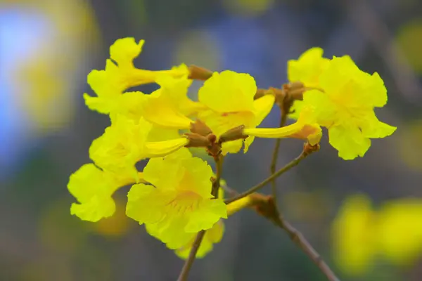 Tabebuia chrysantha žlutý květ v přírodě — Stock fotografie
