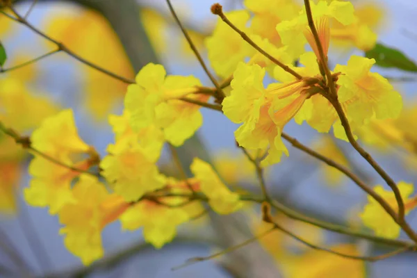 Tabebuia Chrysantha doğadaki sarı çiçek. — Stok fotoğraf