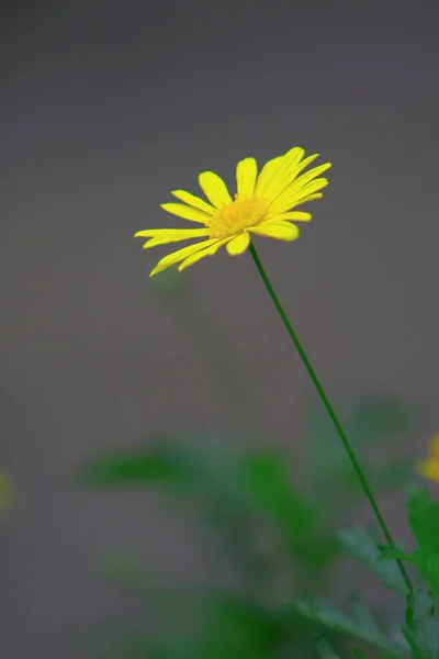 Tema da natureza em hong kong tempo de primavera — Fotografia de Stock