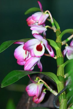 Hong Kong 'daki temanın doğası