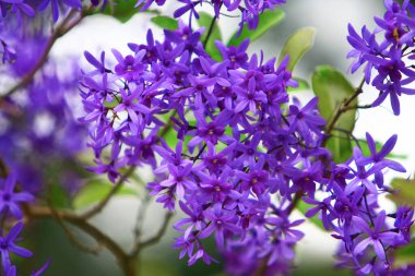 Hong Kong bahar zamanı doğa teması 