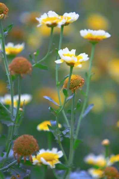 nature theme at hong kong spring time