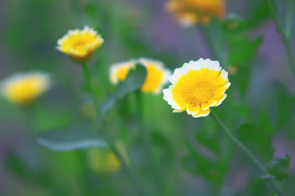 홍콩 봄철의 자연 이야기 — 스톡 사진