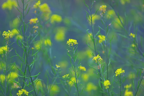 Nature theme at hong kong spring time — Stock Photo, Image