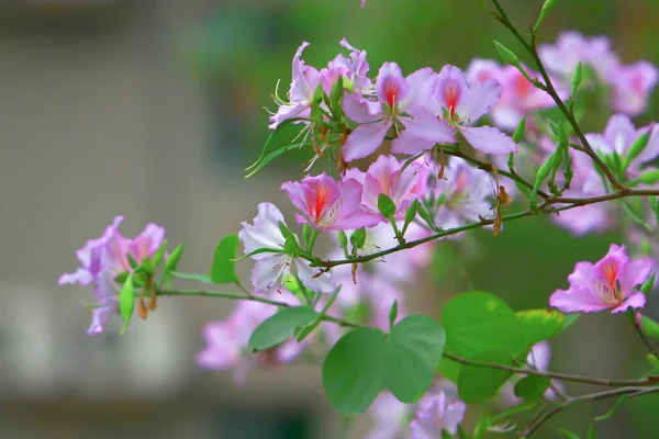 Цветочная задняя земля баухинии весной — стоковое фото