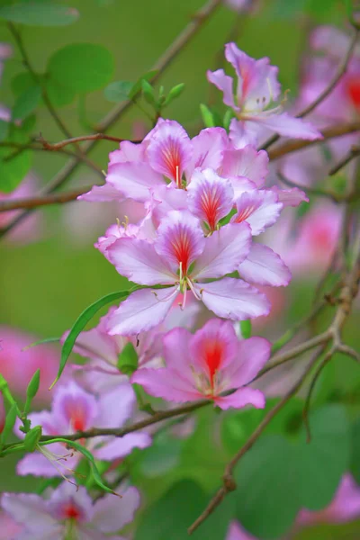 La flor de fondo suelo de bauhinia en la primavera —  Fotos de Stock