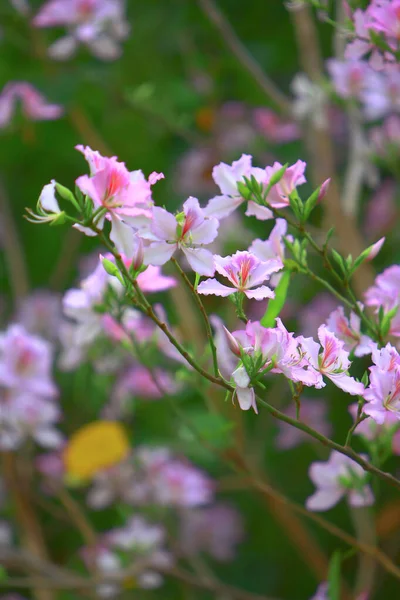 the flower back ground of bauhinia at spring