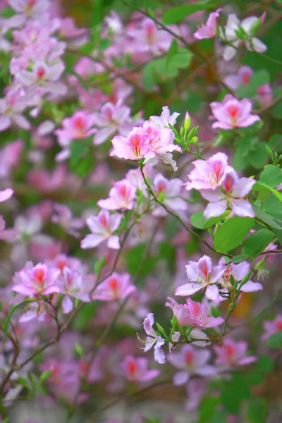 the flower back ground of bauhinia at spring