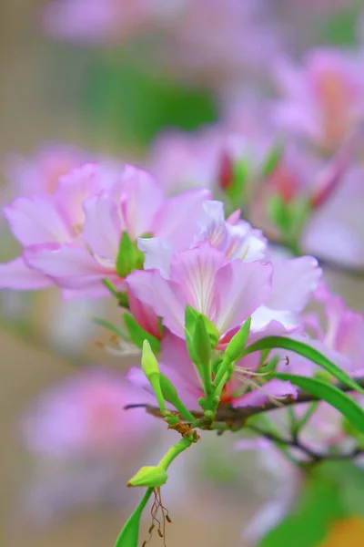 Le fond fleuri de bauhinia au printemps — Photo