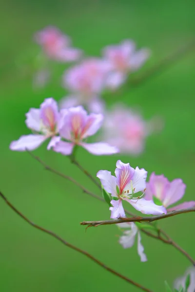 Blomma bakgrund av bauhinia på våren — Stockfoto