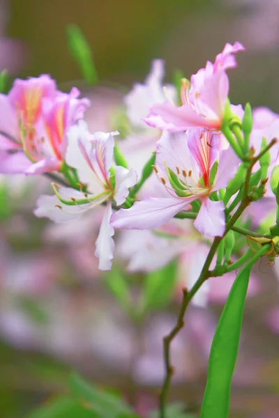 Kwiat z tyłu ziemi bauhinia na wiosnę — Zdjęcie stockowe