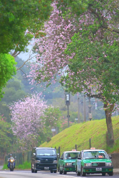 The bauhinia at spring 28 Feb 2009 — Stock Photo, Image