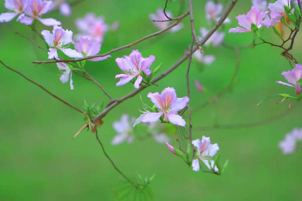 the flower back ground of bauhinia at spring