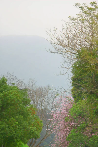 O chão de fundo de flor de bauhinia na primavera — Fotografia de Stock