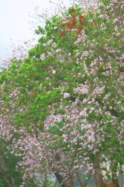 Il fondo fiorito della bauhinia in primavera — Foto Stock