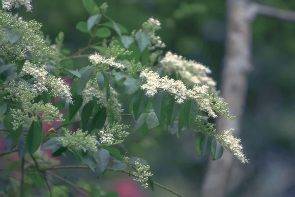 Thème de la nature à hong kong printemps — Photo