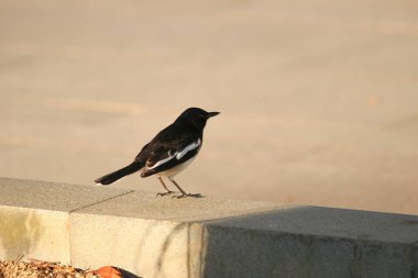 Sıradan bir saksağan, Pica pica, Pica pica. Parkta.