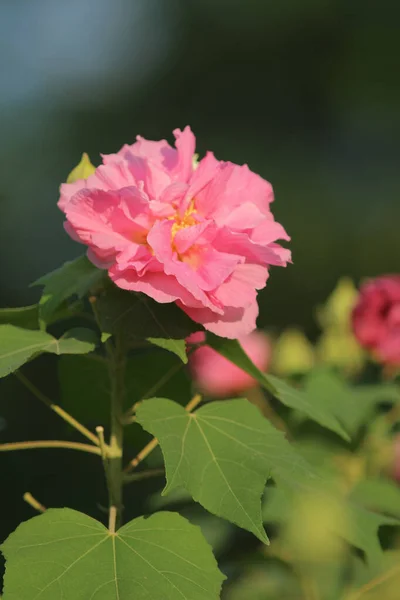 Confederate Rose Flower hibiscus mutabilis. Autumn flowers serie — Stock Photo, Image