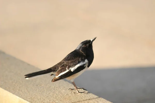 A common magpie, Pica pica , Pica pica. On the park — Stock Photo, Image