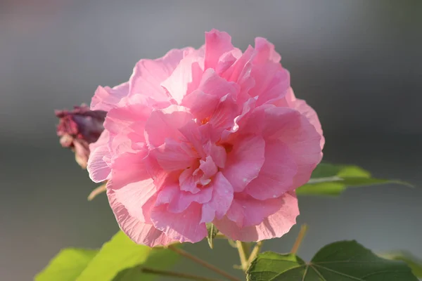 Flor de rosa confederada hibisco mutabilis. Flores de otoño serie — Foto de Stock