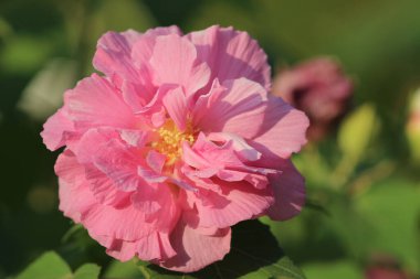 Konfederasyon gül çiçeği ambar mutantları. Sonbahar çiçekleri serisi