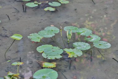 Yeşil yaban gölette yüzen güzel nilüferler