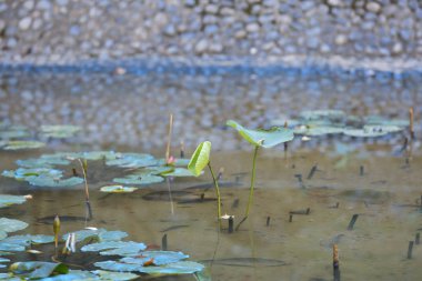 Yeşil yaban gölette yüzen güzel nilüferler