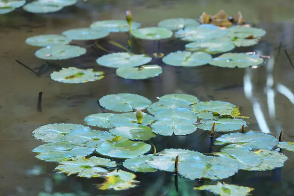 Indah teratai mengambang di kolam liar hijau — Stok Foto