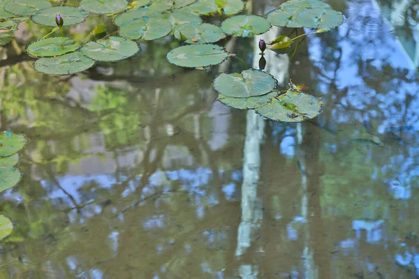 Die schönen Lotusblüten, die im grünen wilden Teich schwimmen — Stockfoto