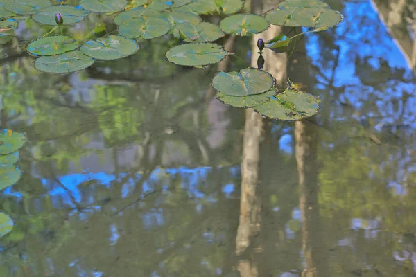 Οι όμορφοι λωτοί επιπλέουν στην πράσινη άγρια λίμνη — Φωτογραφία Αρχείου