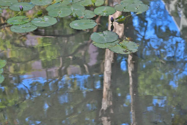 푸른 야생 연못에 떠 있는 아름다운 로터스 들 — 스톡 사진