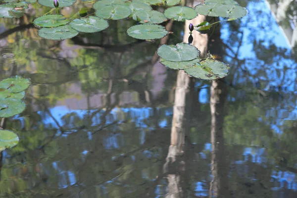 Os belos lótus flutuando no lago selvagem verde — Fotografia de Stock