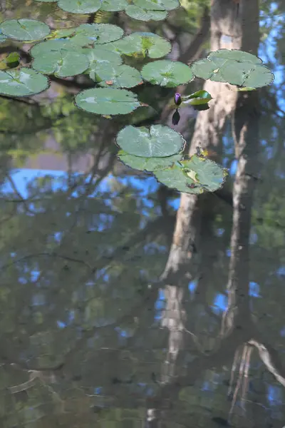 푸른 야생 연못에 떠 있는 아름다운 로터스 들 — 스톡 사진