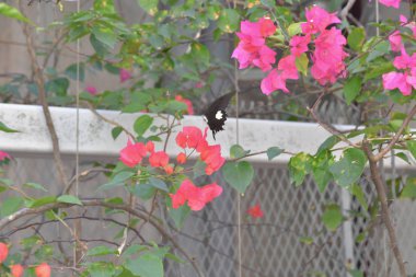 Beyaz arka planlı Bahar Çayırı