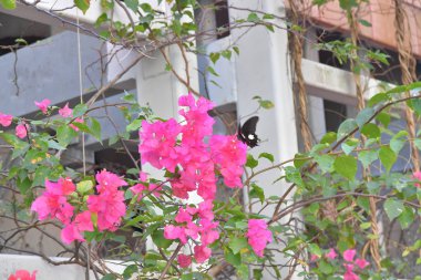 Beyaz arka planlı Bahar Çayırı