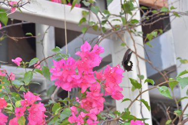 Beyaz arka planlı Bahar Çayırı