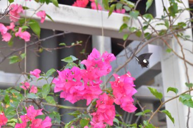 Beyaz arka planlı Bahar Çayırı