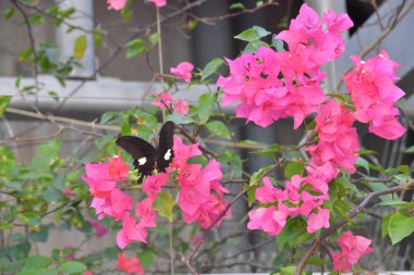 Beyaz arka planlı Bahar Çayırı