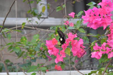 Beyaz arka planlı Bahar Çayırı