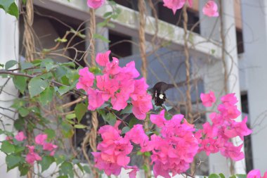 Beyaz arka planlı Bahar Çayırı