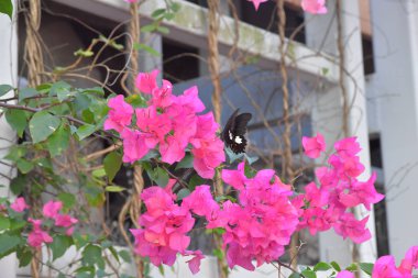 Beyaz arka planlı Bahar Çayırı