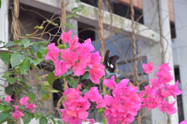 Beyaz arka planlı Bahar Çayırı