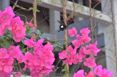Beyaz arka planlı Bahar Çayırı