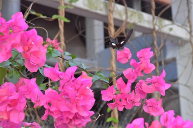Beyaz arka planlı Bahar Çayırı