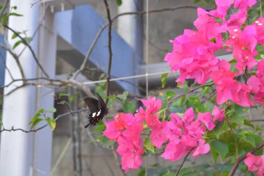 Beyaz arka planlı Bahar Çayırı