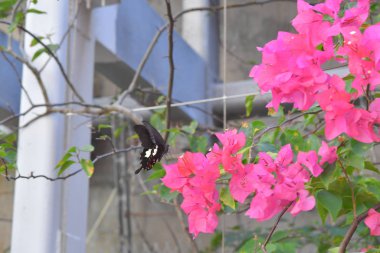 Beyaz arka planlı Bahar Çayırı