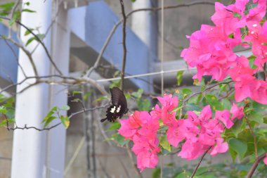 Beyaz arka planlı Bahar Çayırı